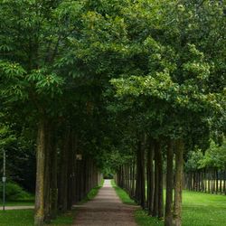 Footpath amidst trees in park