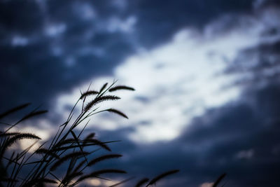 Close-up of plants against sky