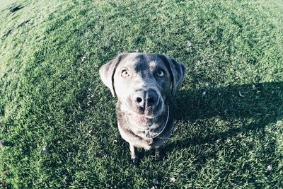 Portrait of a dog