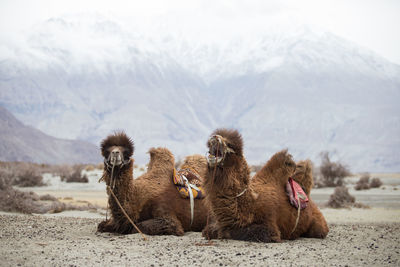Camels relaxing on land