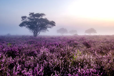 Purple flowering plants on field against sky