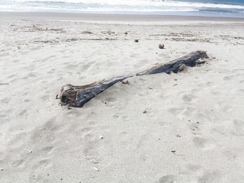 High angle view of driftwood on beach