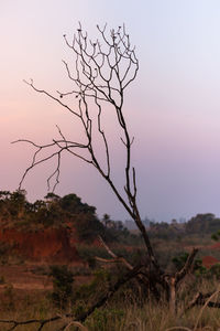 Bare tree against sky during sunset