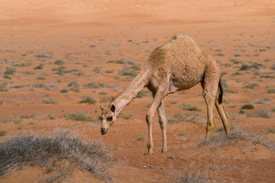 Camel under sand dune on another hot day in the desert of wahiba sands, oman. 