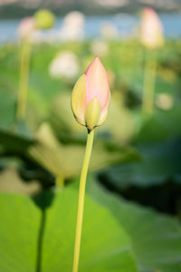 Close-up of pink flower