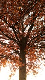 Low angle view of trees