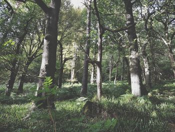 Trees in forest