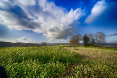 Scenic view of field against sky