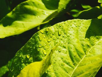 Close-up of water drops on leaf