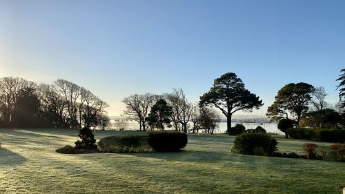 Trees in park against clear sky