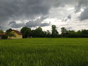 Scenic view of agricultural field against sky