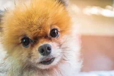 Close-up portrait of dog at home