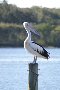 Close-up of gray heron perching on lake