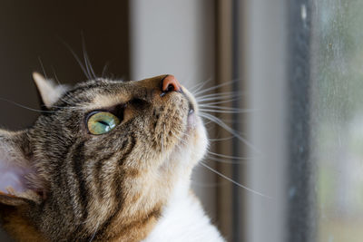 Close-up of a cat looking away