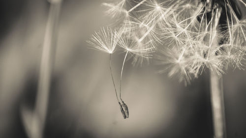 Close-up of dandelion against black background