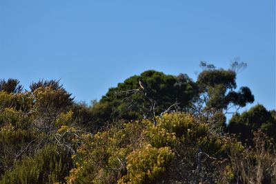 Low angle view of trees against clear blue sky