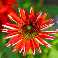 Close-up of red flower