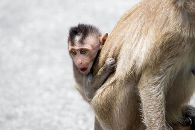 Close-up of infant with monkey looking away