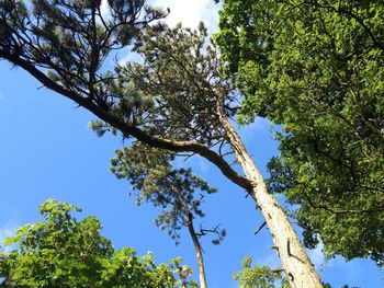 Low angle view of tree against sky