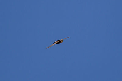 Low angle view of bird flying