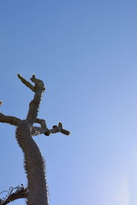 Low angle view of tree against clear blue sky