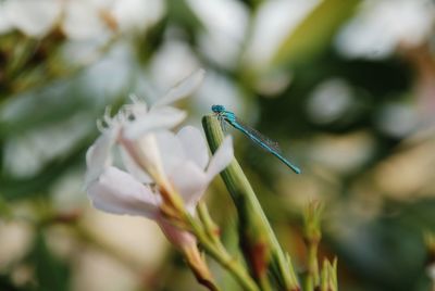 Close-up of insect on white flowering plant