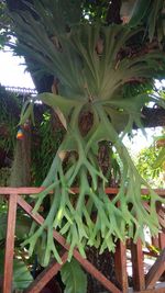 Low angle view of coconut palm tree in yard