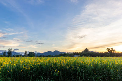 Scenic view of field against sky during sunset