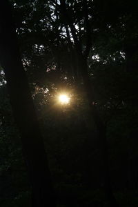 Sun shining through trees