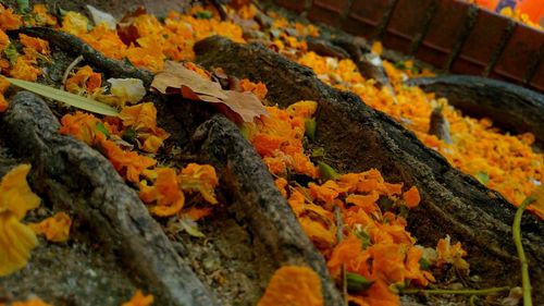 Close-up of orange flower