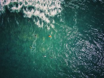 High angle view of fish swimming in sea