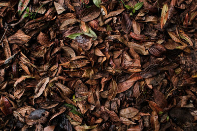 Full frame shot of dry autumn leaves