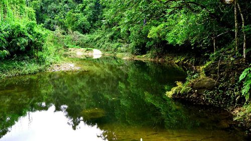 Reflection of trees in lake