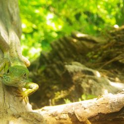 Close-up of lizard on rock