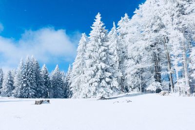 Trees on snow covered landscape against sky