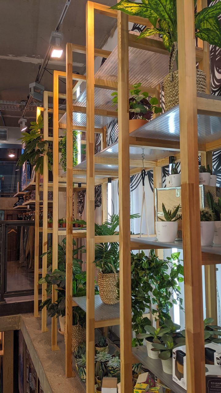 POTTED PLANTS BY WINDOW