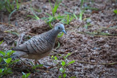 High angle view of bird perching on a field