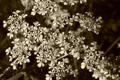 Close-up of flowers