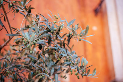 Close-up of plant against blurred background