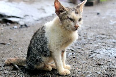 Cat looking away sitting outdoors