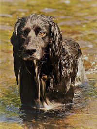 Portrait of dog in lake