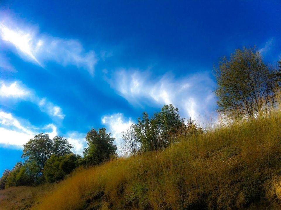 tree, sky, tranquility, blue, tranquil scene, beauty in nature, scenics, landscape, field, nature, growth, grass, cloud - sky, cloud, sunlight, non-urban scene, day, idyllic, outdoors, no people