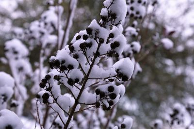 Close-up of fresh white flower tree in winter