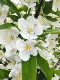 Close-up of white flowers blooming on tree