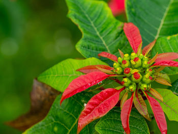 Close-up of red berries growing on plant