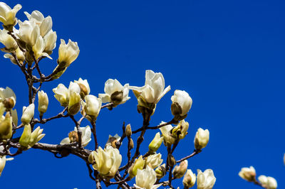 Low angle view of white flowering plants against blue sky