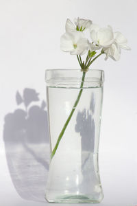 Close-up of white roses in vase on table