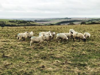 Sheep on field against sky