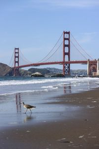 Rear view of a bird standing on beach