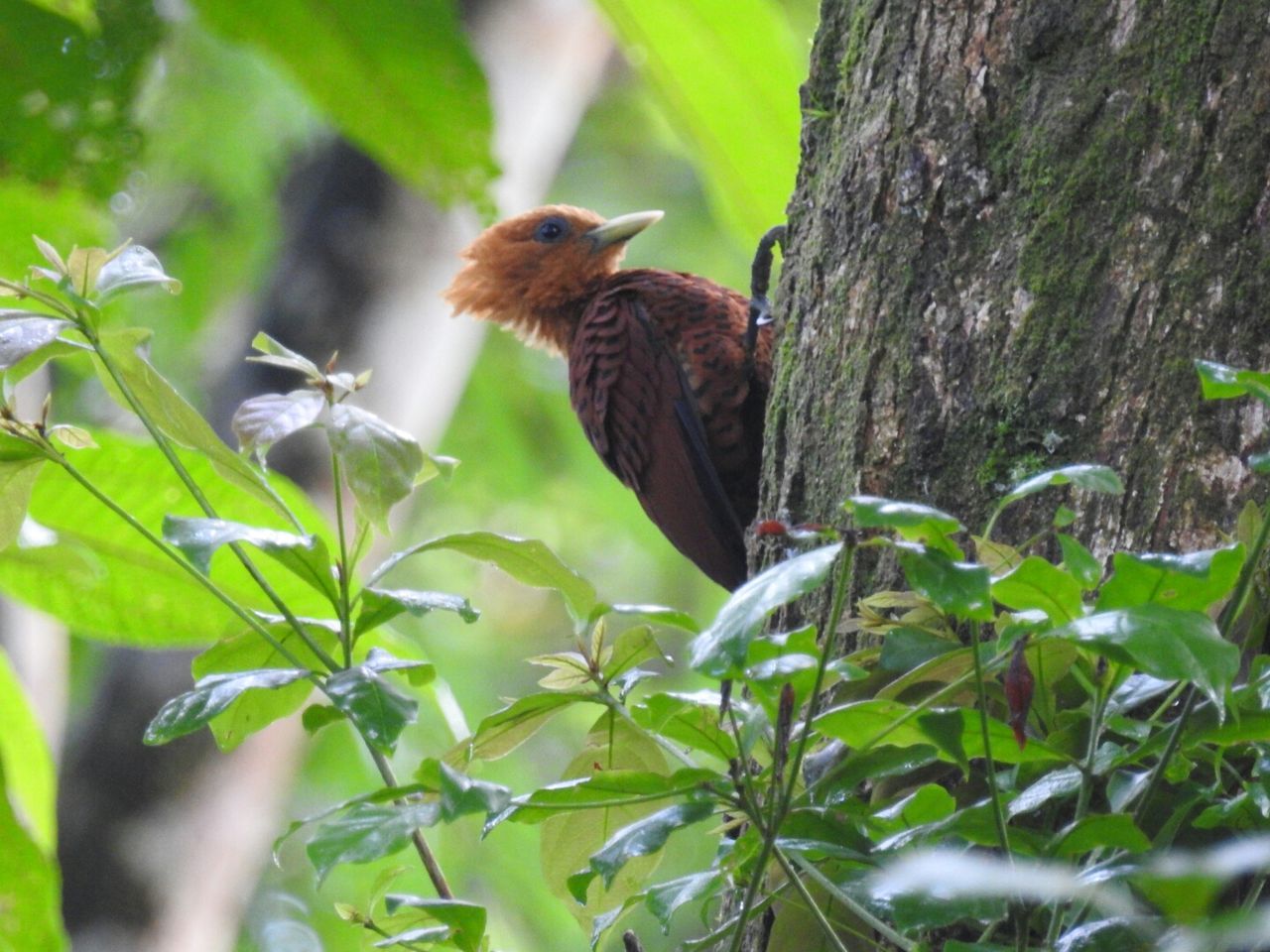 animals in the wild, animal themes, animal wildlife, animal, plant, one animal, bird, vertebrate, tree, nature, perching, plant part, leaf, day, no people, trunk, tree trunk, branch, selective focus, beauty in nature, woodpecker